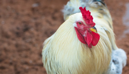 A closeup shot of a rooster in a farmの写真素材