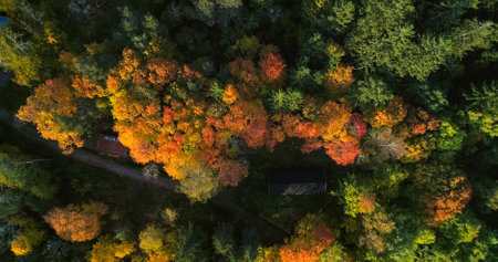Autumn color forest, aerial, drone shot above ruska foliage nature and vibrant fall color trees, on...
