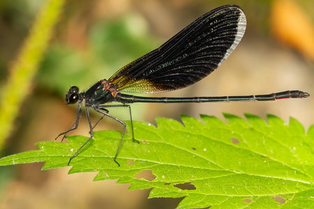 A soft focus of a damselfly with dark wings on a green lea