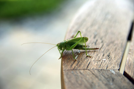 Picture of a Great Green Jumpers