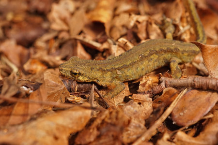 A closeup shot of a male Carpathian newt hiding in fallen leavesの写真素材