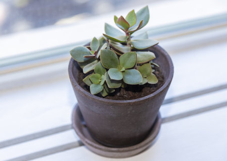 A closeup shot of succulent houseplant in a potの写真素材