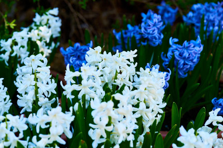 blossoming hyacinth flowers in a pot, spring time