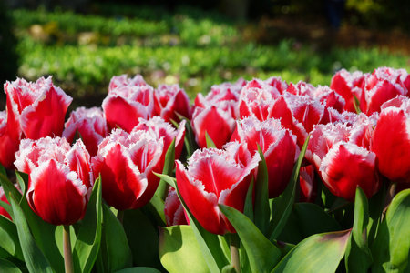 A group of red tulips in the springの写真素材