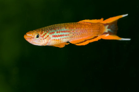 A closeup shot of a beautiful goldfish swimming on a dark backgroundの写真素材