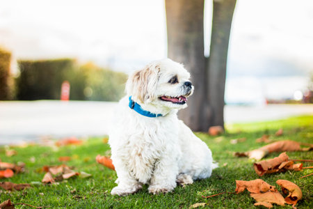 A shallow focus of a Maltese lapdog on a green field outdoorsの写真素材
