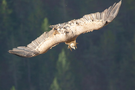 A closeup shot of a griffon vulture flying in the sky