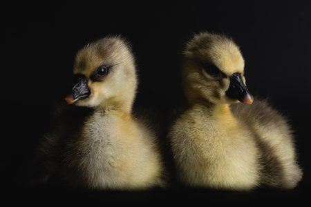 A close-up shot of couple of small, cute ducks with a black backdrop