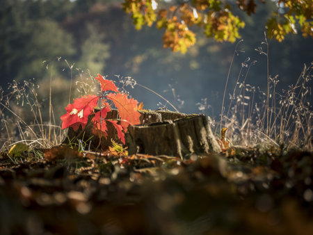 Beautiful autumn colors on leaves and trees enchant the sensesの写真素材