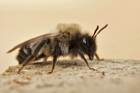 A closeup shot of Colletes cunicularius bee on the groundの写真素材