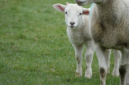 A closeup shot of a cute white sheep on a fieldの写真素材