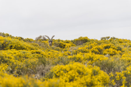 a mountain goat with big horns in the yellow blooming field in the Gredos mountain range in Spainの写真素材