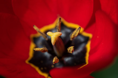 A closeup shot of red tulips in the gardenの写真素材