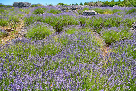 Lavender fields on Hvar, Croatia; purple colour, butterflies, ruralの写真素材