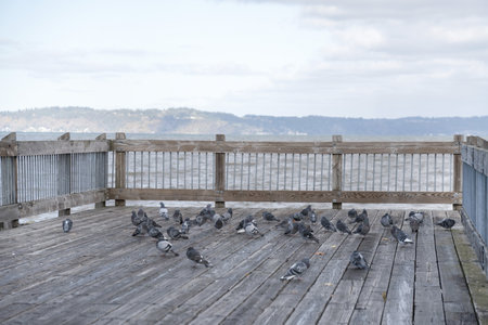 An urban wooden walkway with a group of pigeons walking on itの写真素材