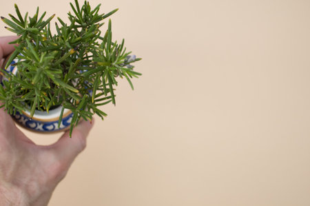 A closeup of a hand holding a traditional vase with rosemary branches on cream backgroundの写真素材