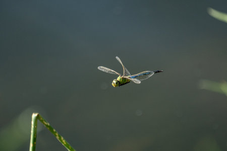 A closeup shot of a green dragonfly flying in the gardenの写真素材