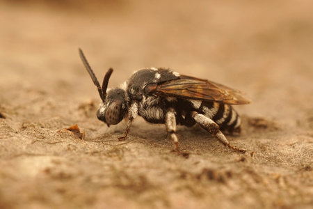 The close-up photo of the cleptoparasitic cuckoo bee, Thyreus histrionicus