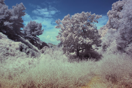 A mesmerizing shot of white magical trees in a forestの写真素材