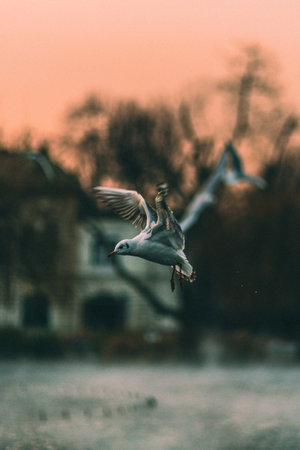 Study of the movement of the bird with high shutter speed with sunset lightingの写真素材