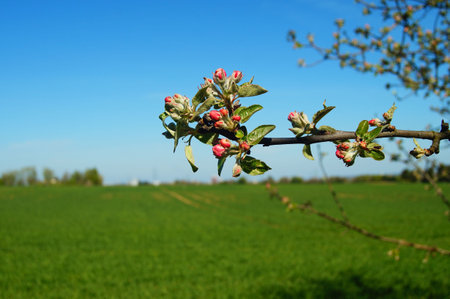 Inflorescence of an apple tree in front of a grain field. A typical picture of the agricultural landscape in Hesse, Germany.の写真素材