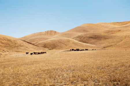 A herd of cows walking and lying under the sun in a vast empty field surrounded by hills in the Diablo Range, Californiaの写真素材