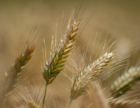 wheat fields in the sunming organic farの写真素材