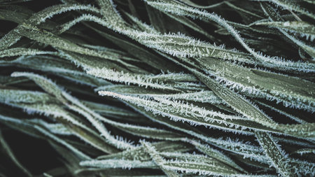 A closeup of green grass covered with hoarfrost