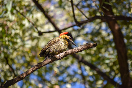 green-barred woodpecker (Colaptes melanochloros) perching on a tree in Buenos Airesの写真素材