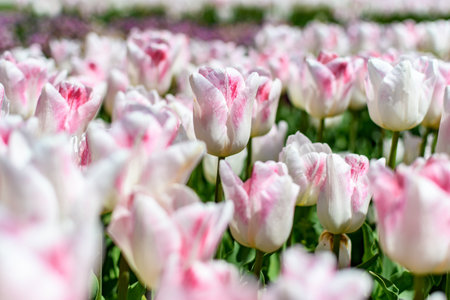 A closeup of beautiful tulips outdoors during daylightの写真素材
