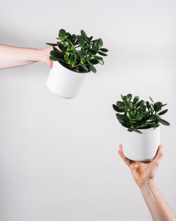 A close up of hands holding jade plant potsの写真素材