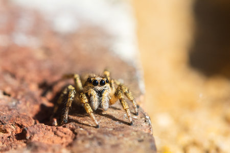 A selective focus shot of a jumping spider on a stoneの写真素材