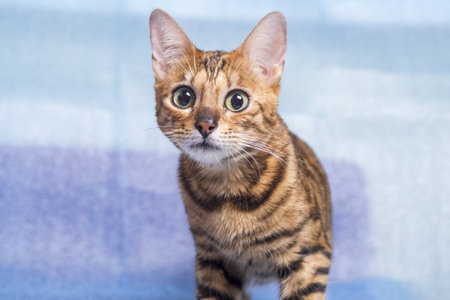 The face of a young beautiful Bengal cat on a blue background. Looks into the camera.の写真素材