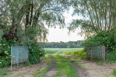 A path in a green forestの写真素材