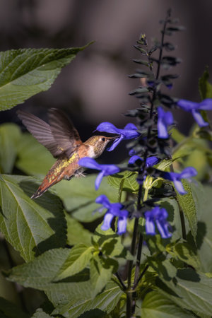 A vertical shot of a hummingbird feeding nectar from flowers in Estes Park, Coloradoの写真素材