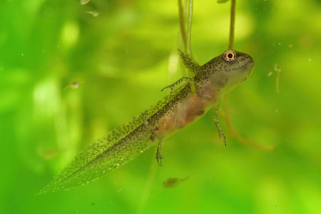 A larva of the Carpathian newt (Lissotriton montandoni) on a green backgroundの写真素材