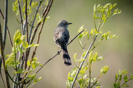A selective focus shot of a mockingbird perched on a branchの写真素材