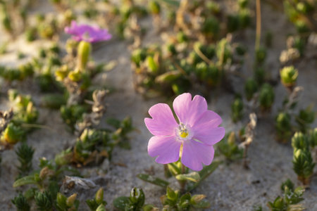 A selective focus of a beautifully blossomed pink flower in the wildの写真素材