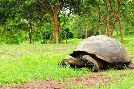 giant turtle or tortoise from Galapagos, Ecuadorの写真素材
