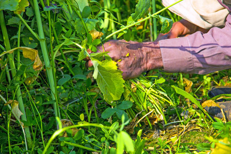 A closeup shot of a man hands manual cutting mustard crops in the field
