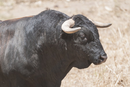 A black bull in livestock in Andalusia, Spainの写真素材