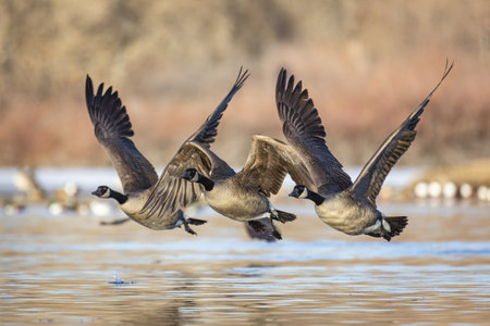 Three Canada geese in flight over pondの写真素材
