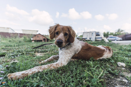 A cute Brittany Spaniel dog holding a feather and laying on the grass
