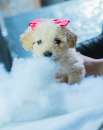 A vertical shot of a lovely puppy with a pink bowの写真素材