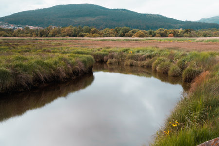 A peaceful view at a creek in a shrublandの写真素材