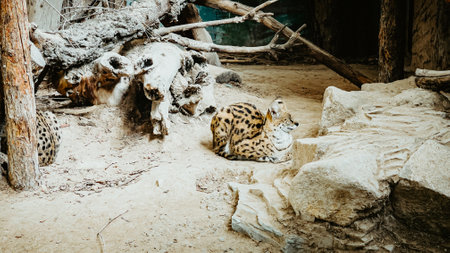 A leopard resting in a cage at the zooの写真素材