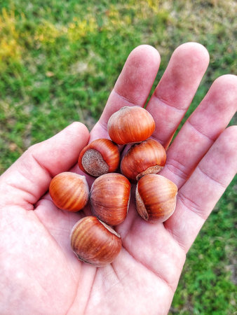 A vertical shot of hazelnuts in the palm of a manの写真素材