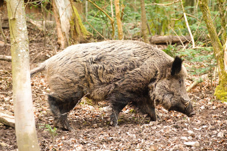 Shot of a wild boar camouflaged in the Black forest, in Germanyの写真素材