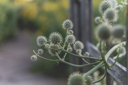A closeup shot of ball-headed plants growing through the wooden frameの写真素材