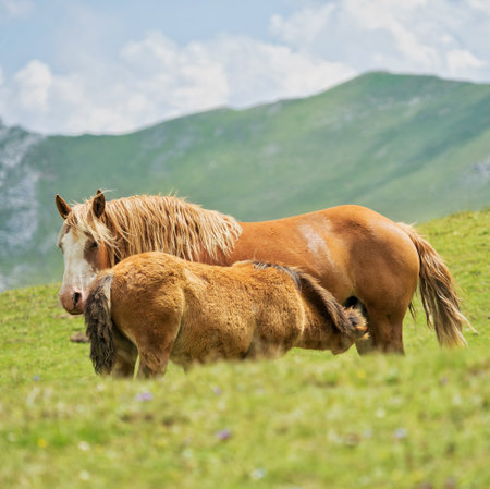 A foal drinking milk from its mother's breastの写真素材